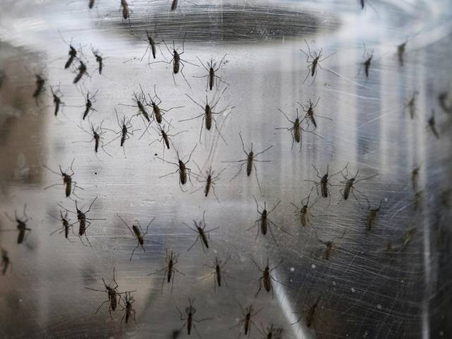 Zika picture https://www.dominicavibes.dm/wp-content/uploads/2016/07/pp-zika-mosquitos-getty.jpg 
