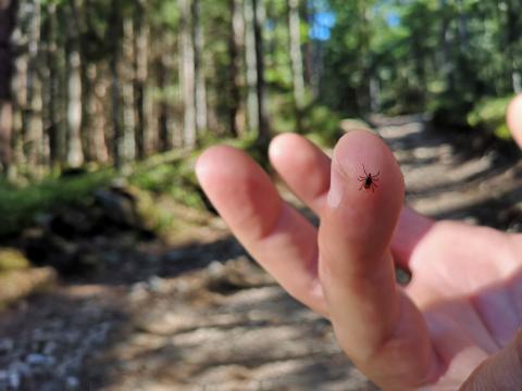 A tick is sitting on the finger of man in forest on hiking path