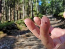 A tick is sitting on the finger of man in forest on hiking path